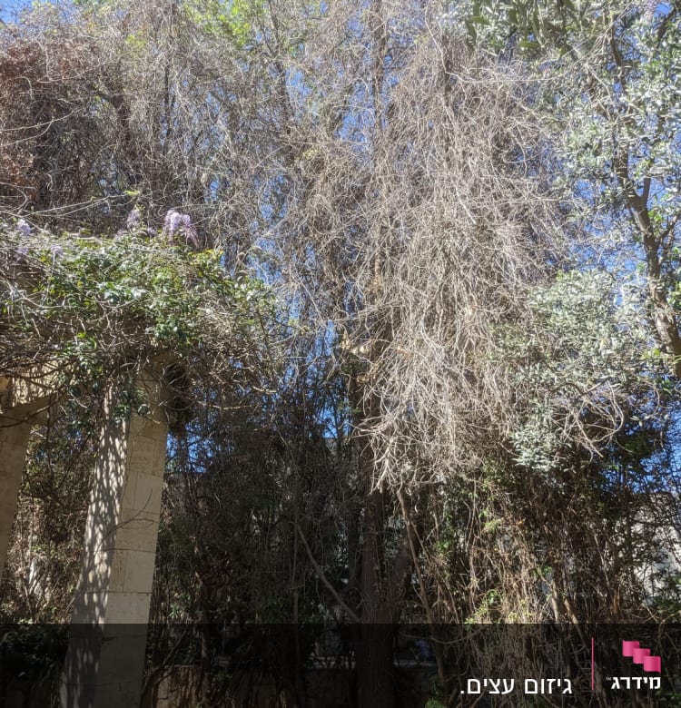 עץ עם ענפים יבשים הזקוקים לגיזום